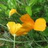 Fotografia 10 da espécie Eschscholzia californica subesp. californica do Jardim Botânico UTAD