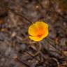 Fotografia 11 da espécie Eschscholzia californica subesp. californica do Jardim Botânico UTAD