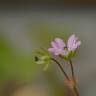 Fotografia 7 da espécie Geranium molle subesp. molle do Jardim Botânico UTAD