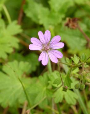 Fotografia 9 da espécie Geranium molle subesp. molle no Jardim Botânico UTAD