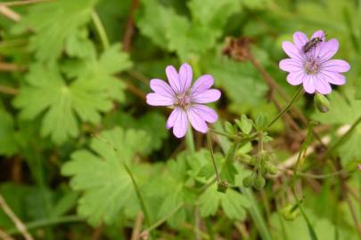 Fotografia da espécie Geranium molle subesp. molle