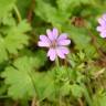 Fotografia 9 da espécie Geranium molle subesp. molle do Jardim Botânico UTAD