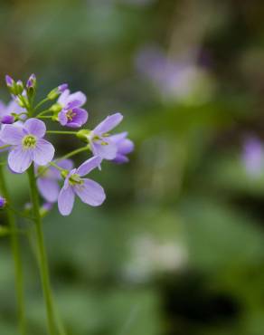 Fotografia 5 da espécie Cardamine pratensis subesp. pratensis no Jardim Botânico UTAD