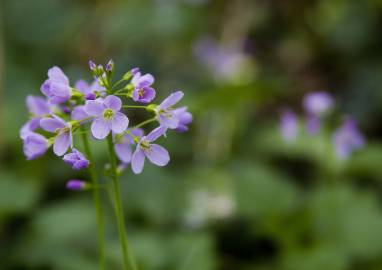 Fotografia da espécie Cardamine pratensis subesp. pratensis