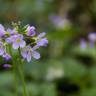 Fotografia 5 da espécie Cardamine pratensis subesp. pratensis do Jardim Botânico UTAD