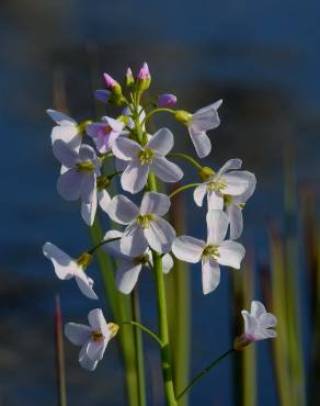 Fotografia 8 da espécie Cardamine pratensis subesp. pratensis no Jardim Botânico UTAD