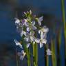 Fotografia 8 da espécie Cardamine pratensis subesp. pratensis do Jardim Botânico UTAD