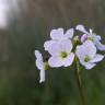 Fotografia 9 da espécie Cardamine pratensis subesp. pratensis do Jardim Botânico UTAD