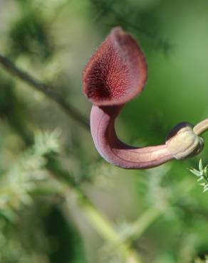 Fotografia 4 da espécie Aristolochia baetica no Jardim Botânico UTAD