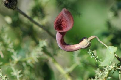 Fotografia da espécie Aristolochia baetica