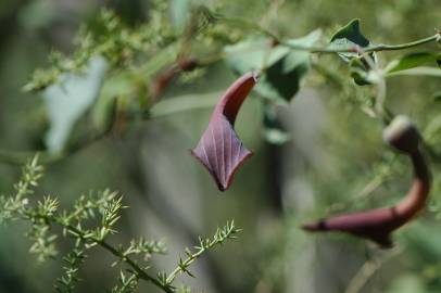 Fotografia da espécie Aristolochia baetica