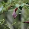 Fotografia 5 da espécie Aristolochia baetica do Jardim Botânico UTAD