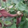 Fotografia 6 da espécie Aristolochia baetica do Jardim Botânico UTAD