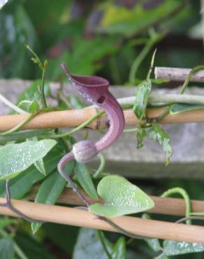 Fotografia 7 da espécie Aristolochia baetica no Jardim Botânico UTAD