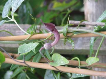 Fotografia da espécie Aristolochia baetica