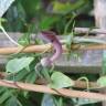 Fotografia 7 da espécie Aristolochia baetica do Jardim Botânico UTAD