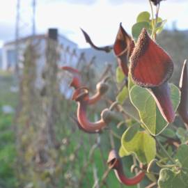 Fotografia da espécie Aristolochia baetica