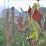 Fotografia 8 da espécie Aristolochia baetica do Jardim Botânico UTAD