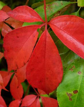 Fotografia 6 da espécie Parthenocissus quinquefolia no Jardim Botânico UTAD