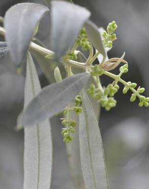 Fotografia 5 da espécie Olea europaea subesp. europaea var. sylvestris no Jardim Botânico UTAD