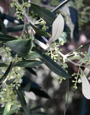 Fotografia 6 da espécie Olea europaea subesp. europaea var. sylvestris no Jardim Botânico UTAD