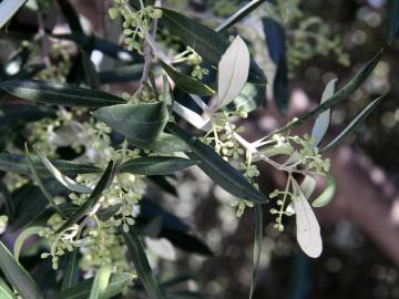 Fotografia da espécie Olea europaea subesp. europaea var. sylvestris