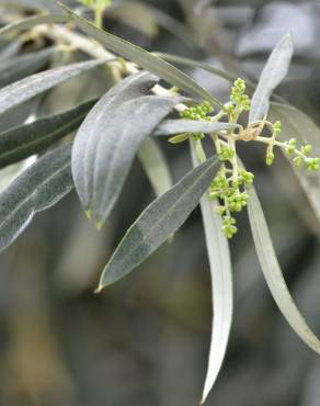 Fotografia 7 da espécie Olea europaea subesp. europaea var. sylvestris no Jardim Botânico UTAD