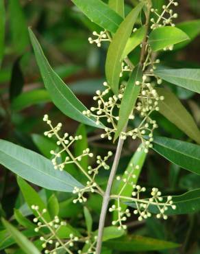 Fotografia 8 da espécie Olea europaea subesp. europaea var. sylvestris no Jardim Botânico UTAD