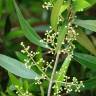 Fotografia 8 da espécie Olea europaea subesp. europaea var. sylvestris do Jardim Botânico UTAD