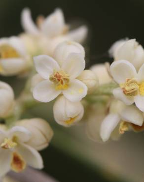 Fotografia 9 da espécie Olea europaea subesp. europaea var. sylvestris no Jardim Botânico UTAD