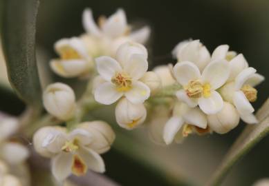 Fotografia da espécie Olea europaea subesp. europaea var. sylvestris