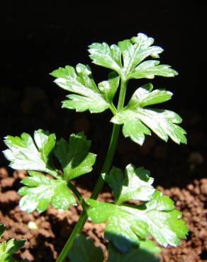 Fotografia 5 da espécie Petroselinum crispum no Jardim Botânico UTAD