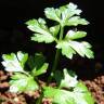 Fotografia 5 da espécie Petroselinum crispum do Jardim Botânico UTAD