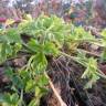 Fotografia 6 da espécie Petroselinum crispum do Jardim Botânico UTAD