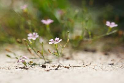 Fotografia da espécie Petrorhagia saxifraga
