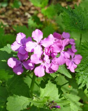 Fotografia 3 da espécie Lunaria annua subesp. annua no Jardim Botânico UTAD