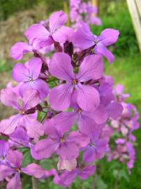 Fotografia da espécie Lunaria annua subesp. annua