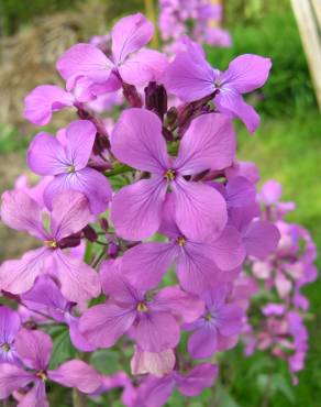 Fotografia 5 da espécie Lunaria annua subesp. annua no Jardim Botânico UTAD