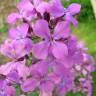 Fotografia 5 da espécie Lunaria annua subesp. annua do Jardim Botânico UTAD