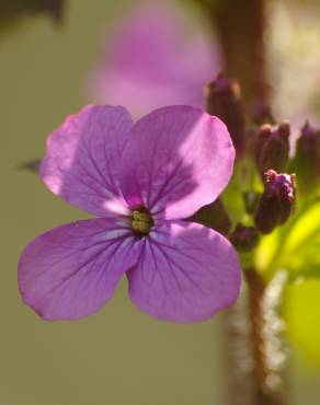 Fotografia 1 da espécie Lunaria annua subesp. annua no Jardim Botânico UTAD