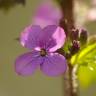 Fotografia 1 da espécie Lunaria annua subesp. annua do Jardim Botânico UTAD