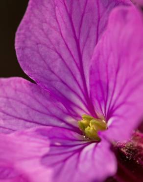 Fotografia 6 da espécie Lunaria annua subesp. annua no Jardim Botânico UTAD