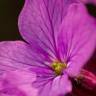 Fotografia 6 da espécie Lunaria annua subesp. annua do Jardim Botânico UTAD