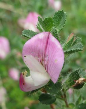 Fotografia 6 da espécie Ononis spinosa subesp. spinosa no Jardim Botânico UTAD