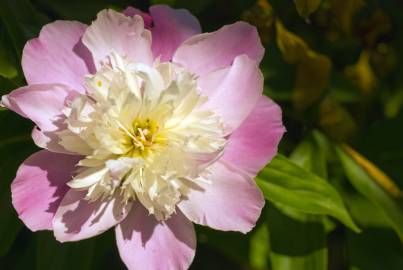 Fotografia da espécie Paeonia officinalis subesp. microcarpa