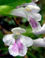 Melittis melissophyllum subesp. melissophyllum