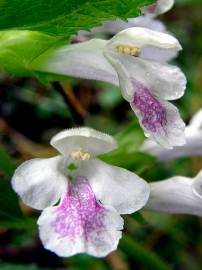 Fotografia da espécie Melittis melissophyllum subesp. melissophyllum