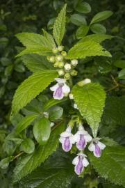 Fotografia da espécie Melittis melissophyllum subesp. melissophyllum