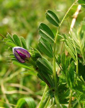 Fotografia 4 da espécie Vicia sativa subesp. nigra no Jardim Botânico UTAD