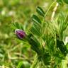 Fotografia 4 da espécie Vicia sativa subesp. nigra do Jardim Botânico UTAD